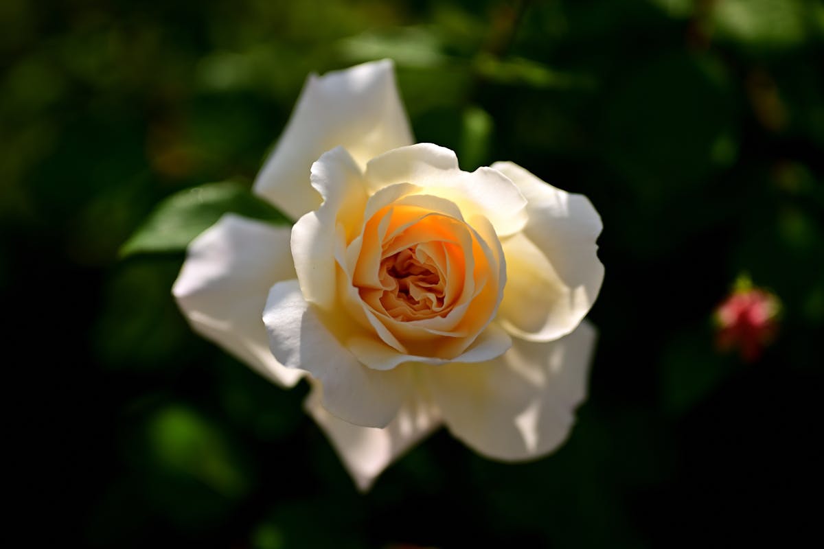 rose-pant